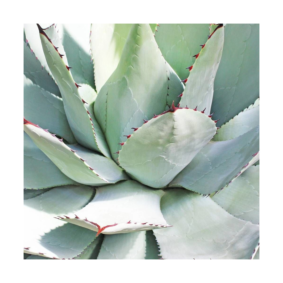 Agave parryi