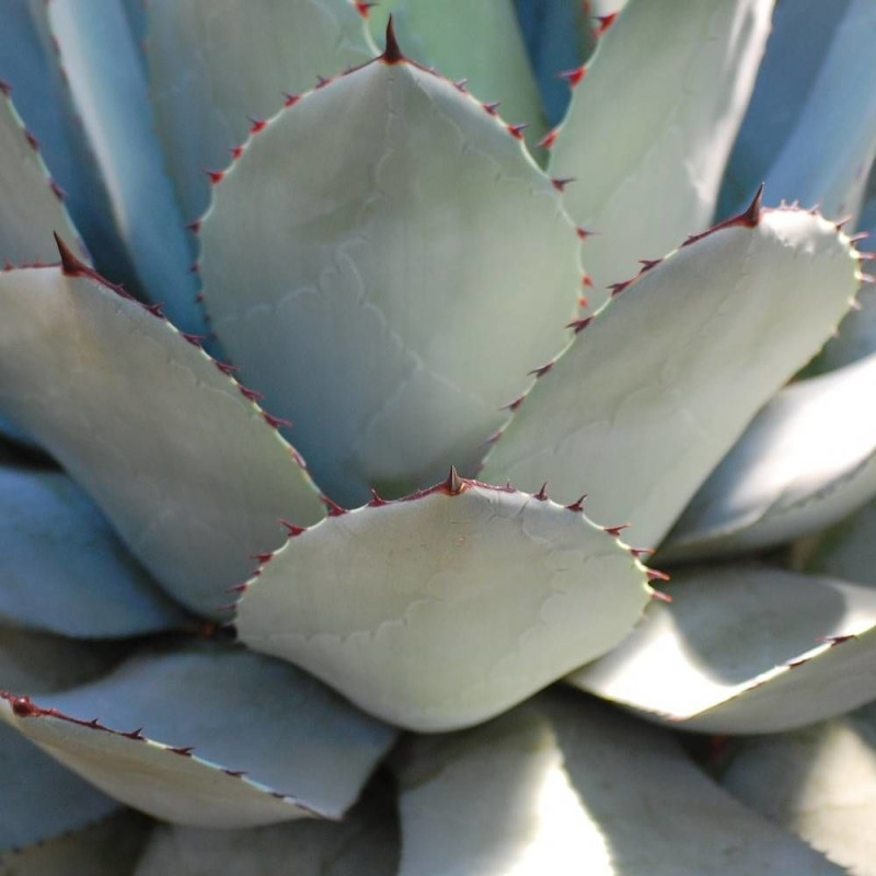 Agave guadalajarana