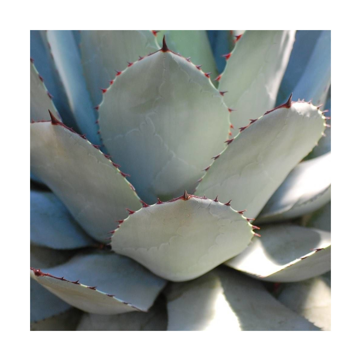 Agave guadalajarana Agave guadalajarana