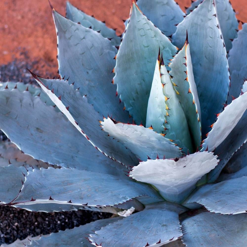 Agave havardiana