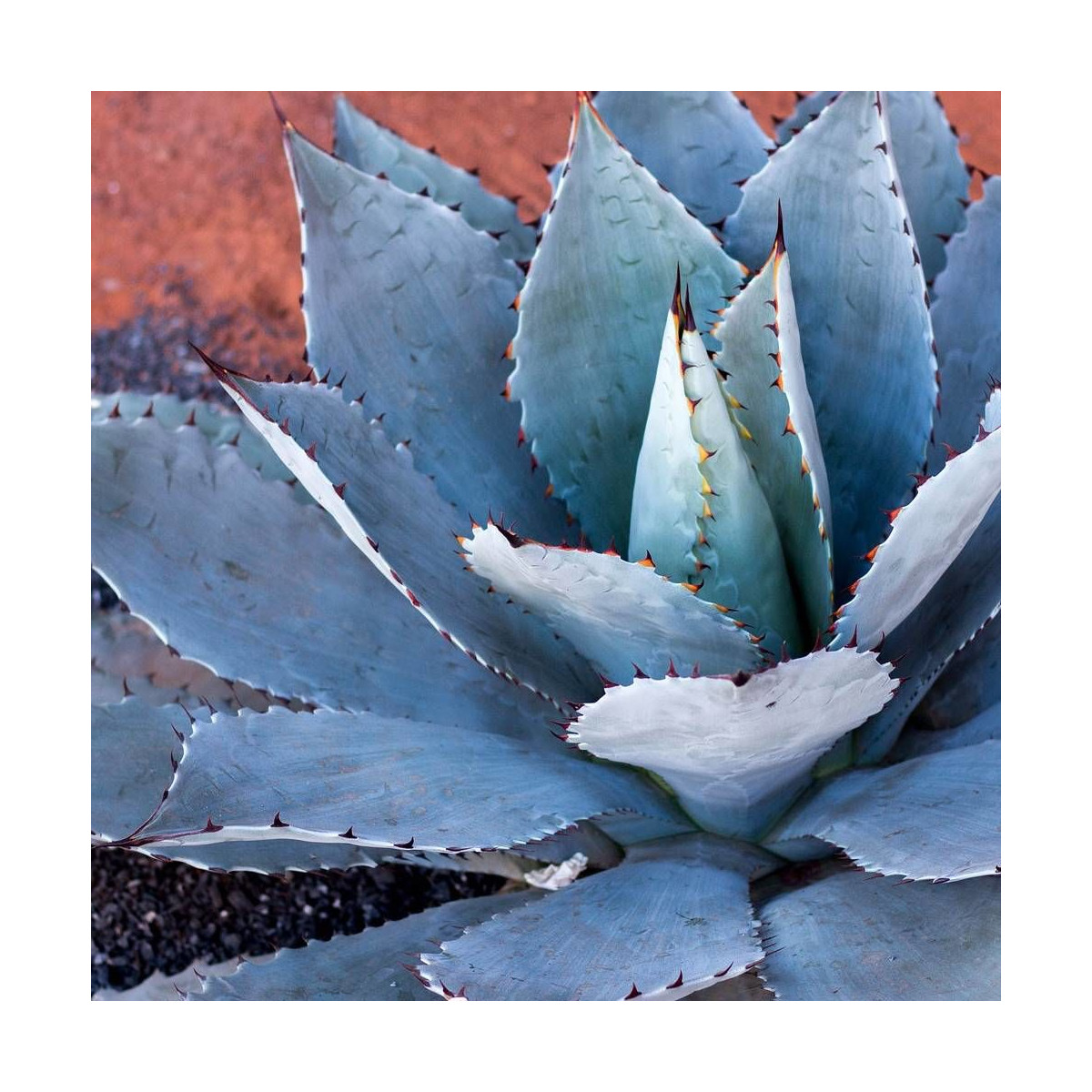 Agave havardiana