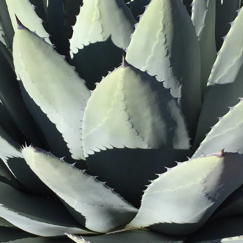 Agave parryi Chihuahua