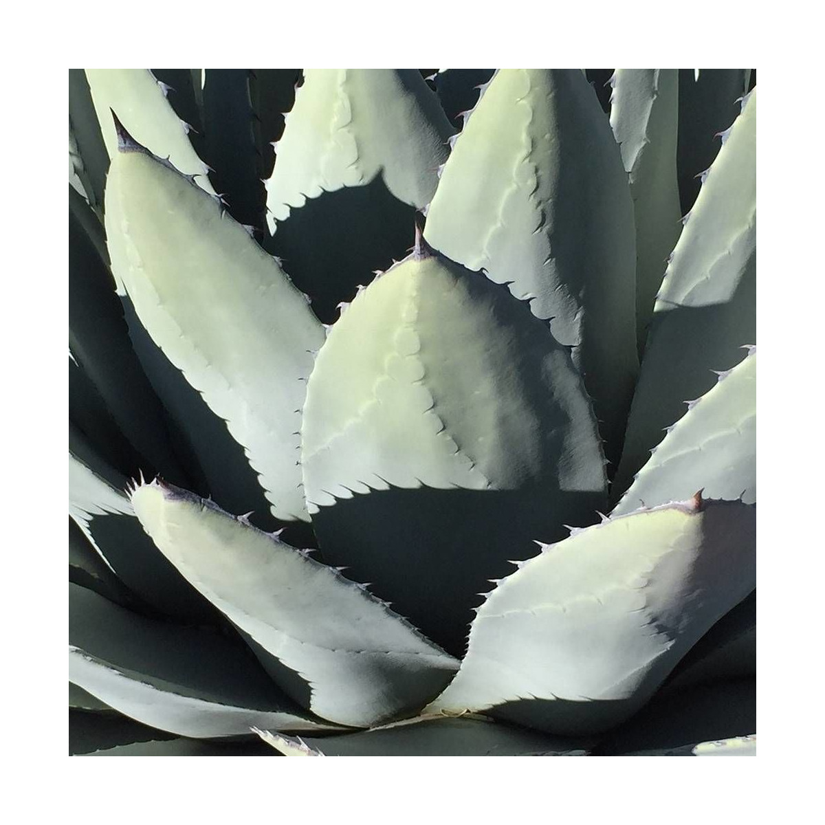 Agave parryi Chihuahua