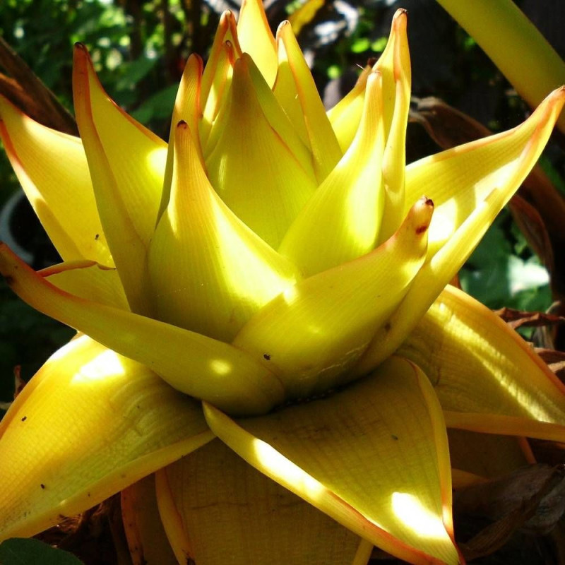 Bananier nain lasiocarpa