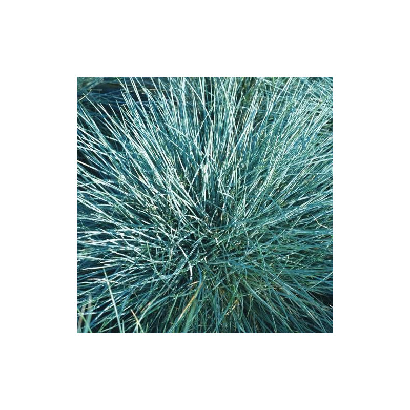 Fétuque bleue Azurit