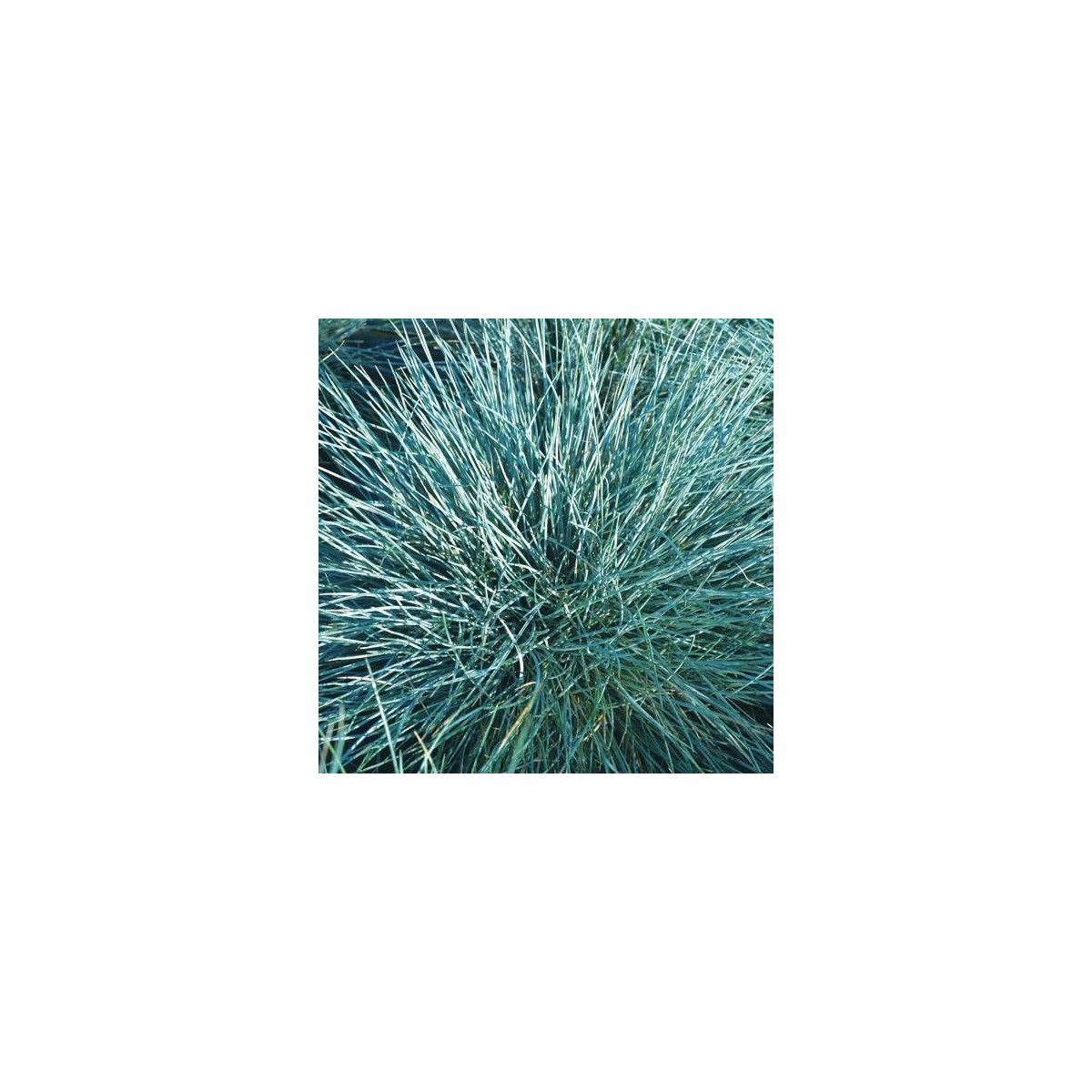 Fétuque glauca Azurit