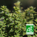 Thym panaché Foxley BIO
