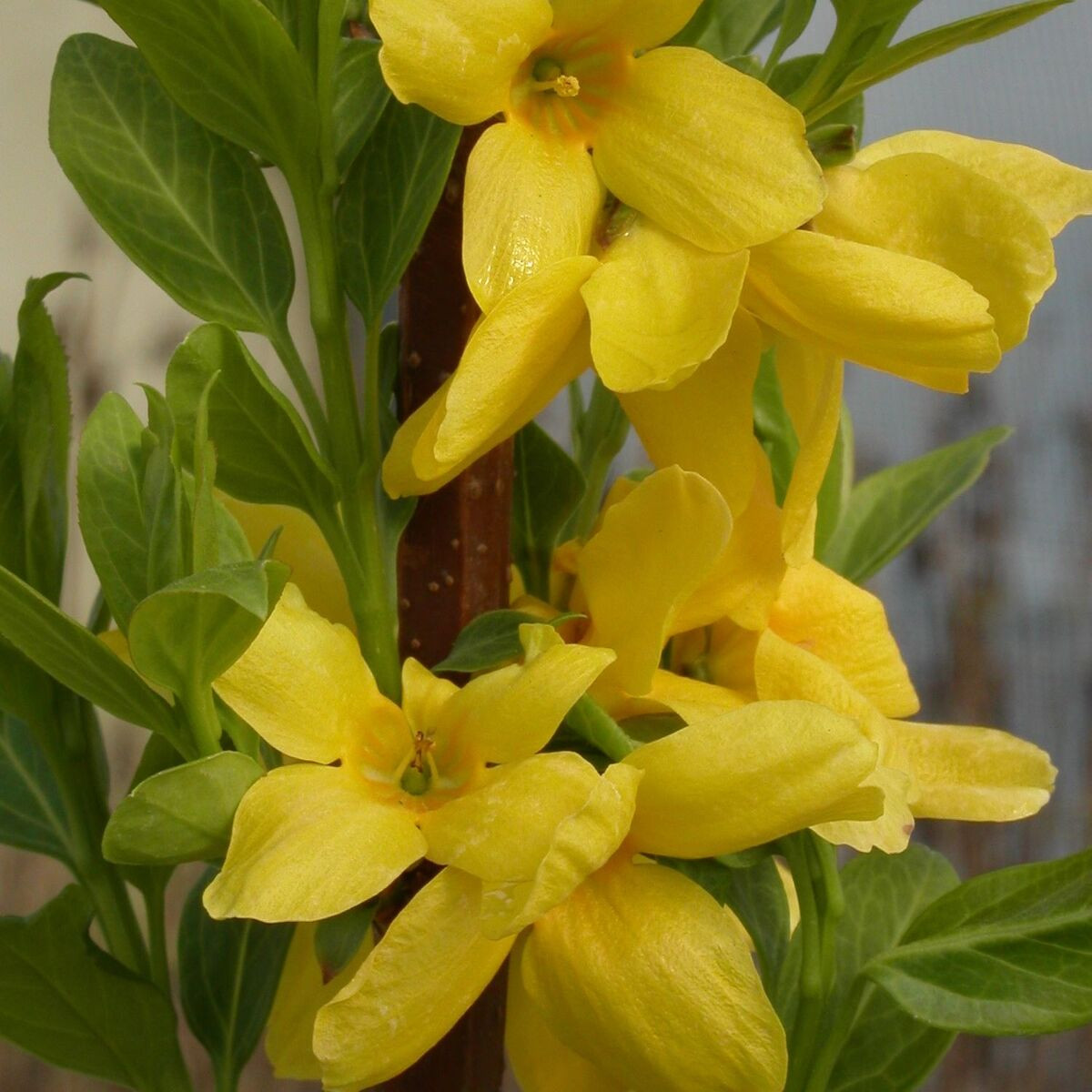 Forsythia Spectabilis, Mimosa de Paris
