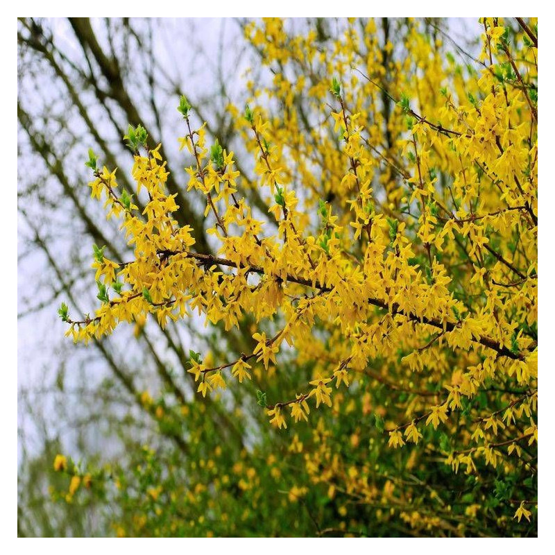 Forsythia Spectabilis, Mimosa de Paris