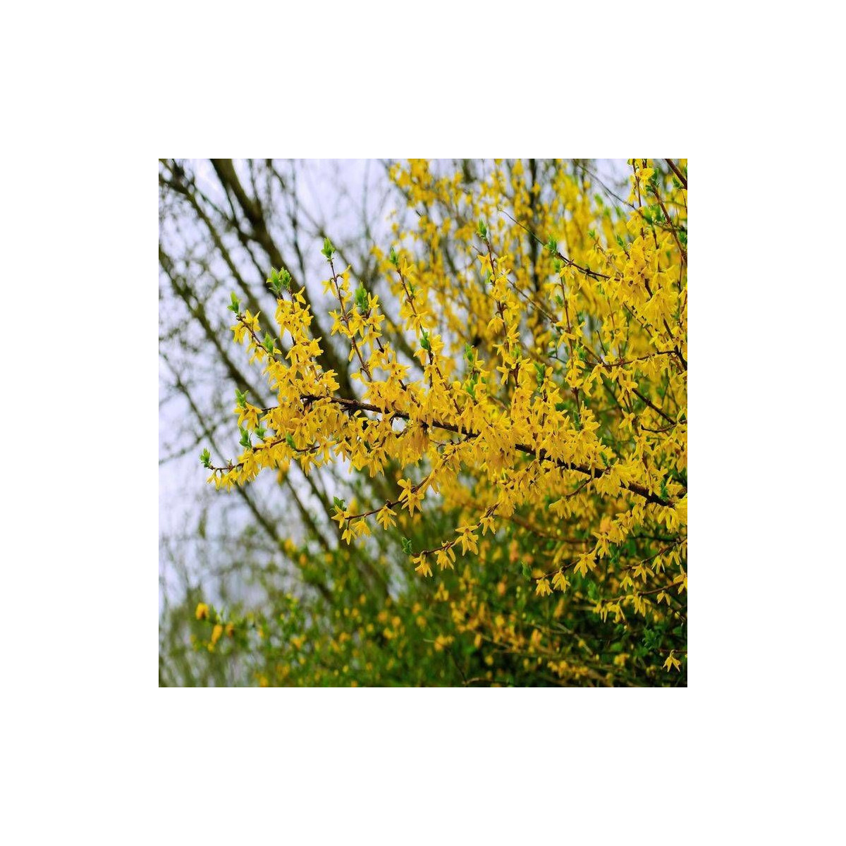 Forsythia Spectabilis, Mimosa de Paris
