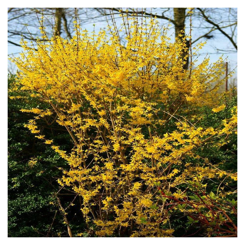 Forsythia Spectabilis, Mimosa de Paris