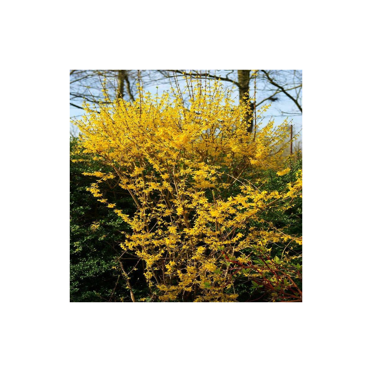 Forsythia Spectabilis, Mimosa de Paris