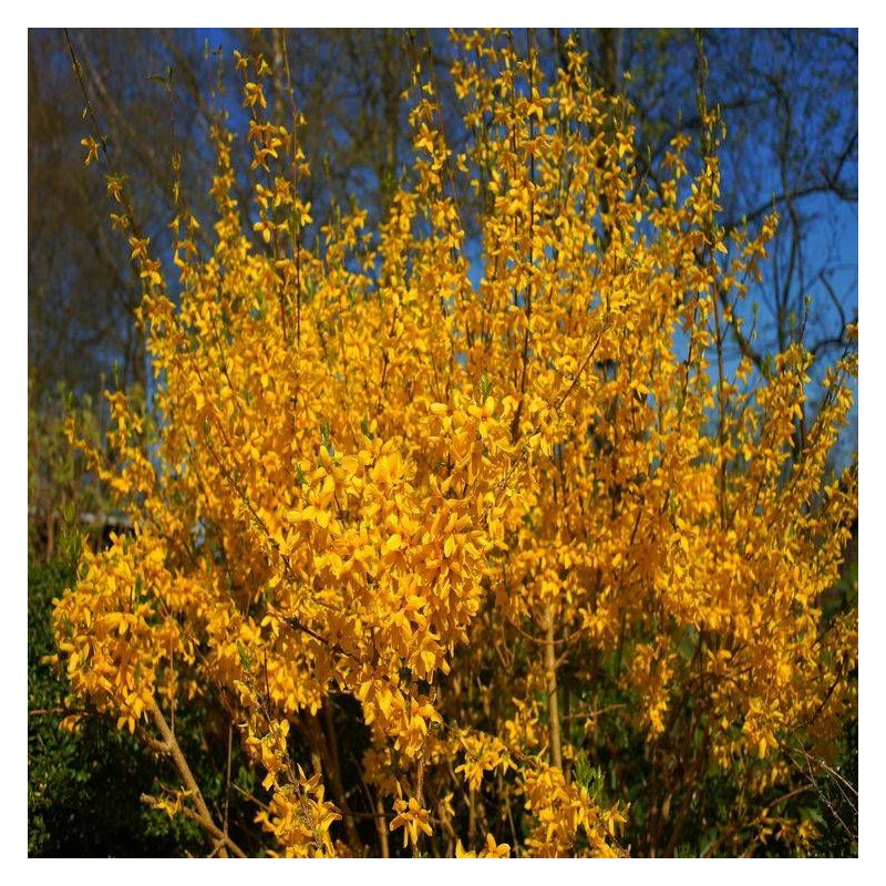 Forsythia Spectabilis, Mimosa de Paris
