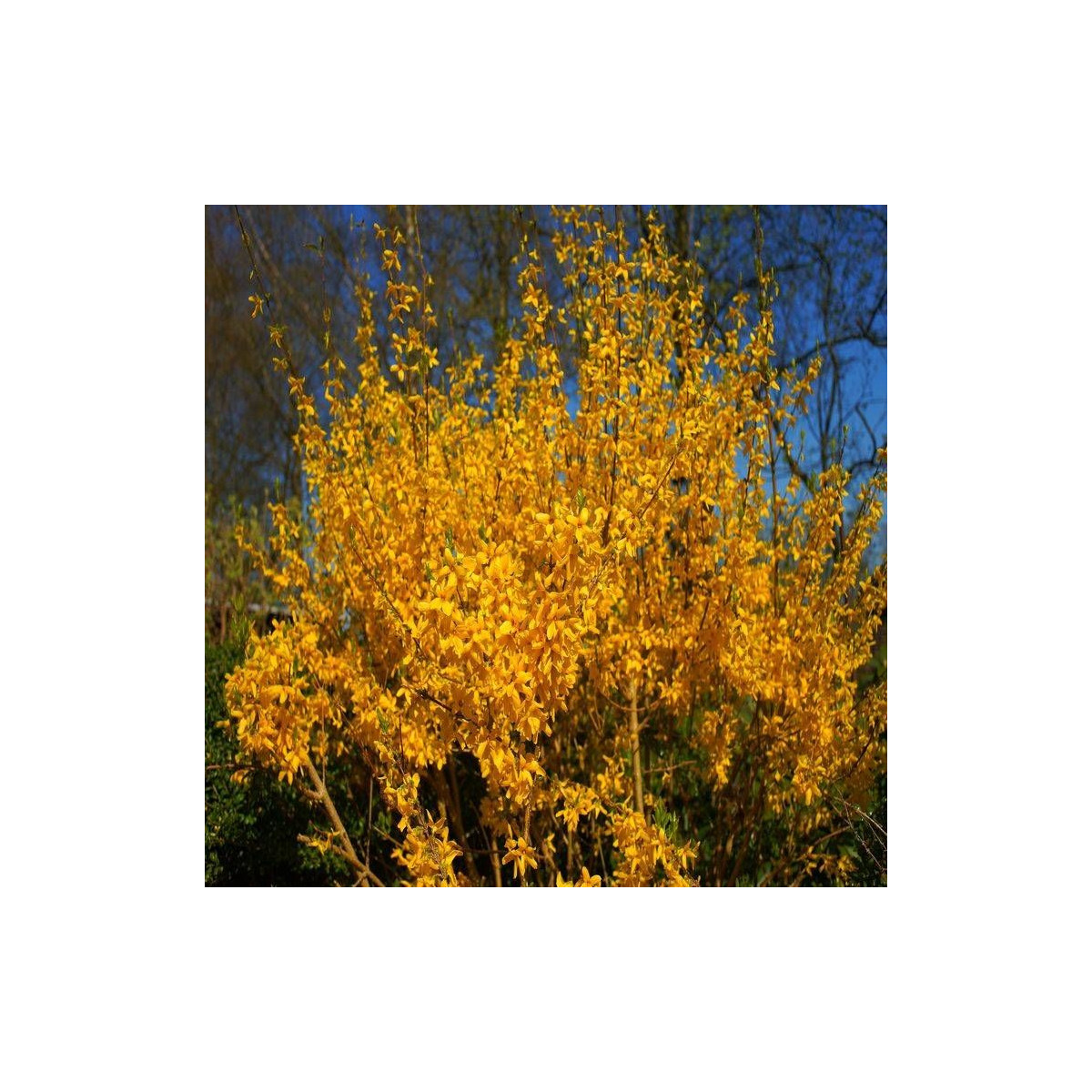 Forsythia Spectabilis, Mimosa de Paris