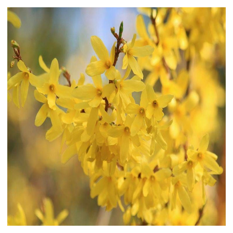 Forsythia Spectabilis, Mimosa de Paris