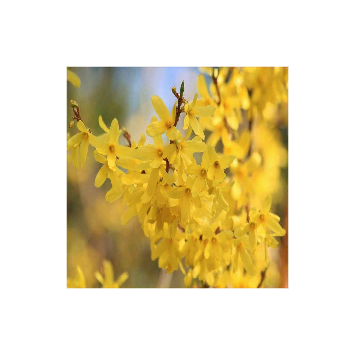 Forsythia Spectabilis, Mimosa de Paris
