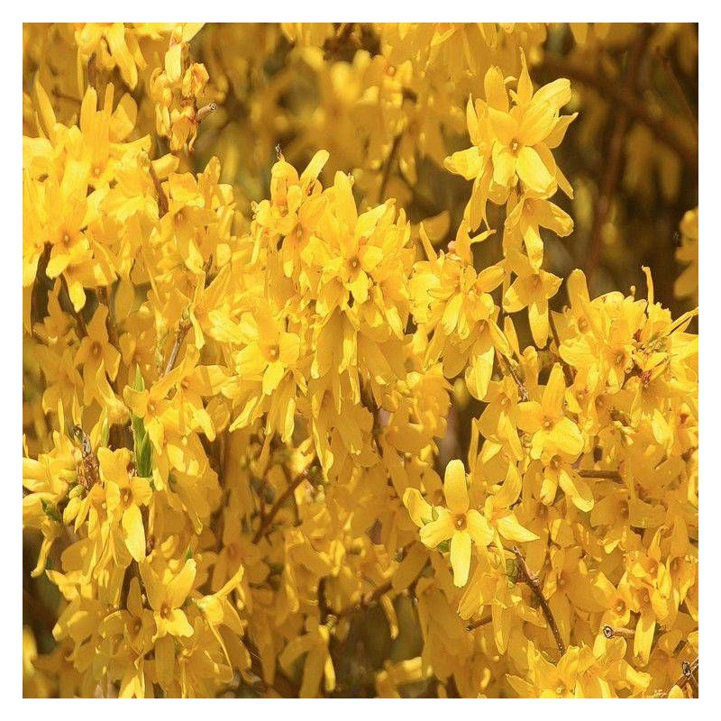 Forsythia Spectabilis, Mimosa de Paris