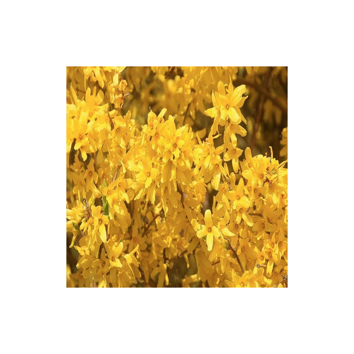 Forsythia Spectabilis, Mimosa de Paris
