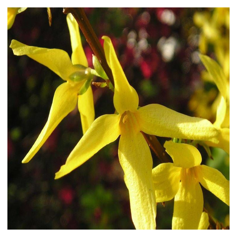 Forsythia Spectabilis, Mimosa de Paris