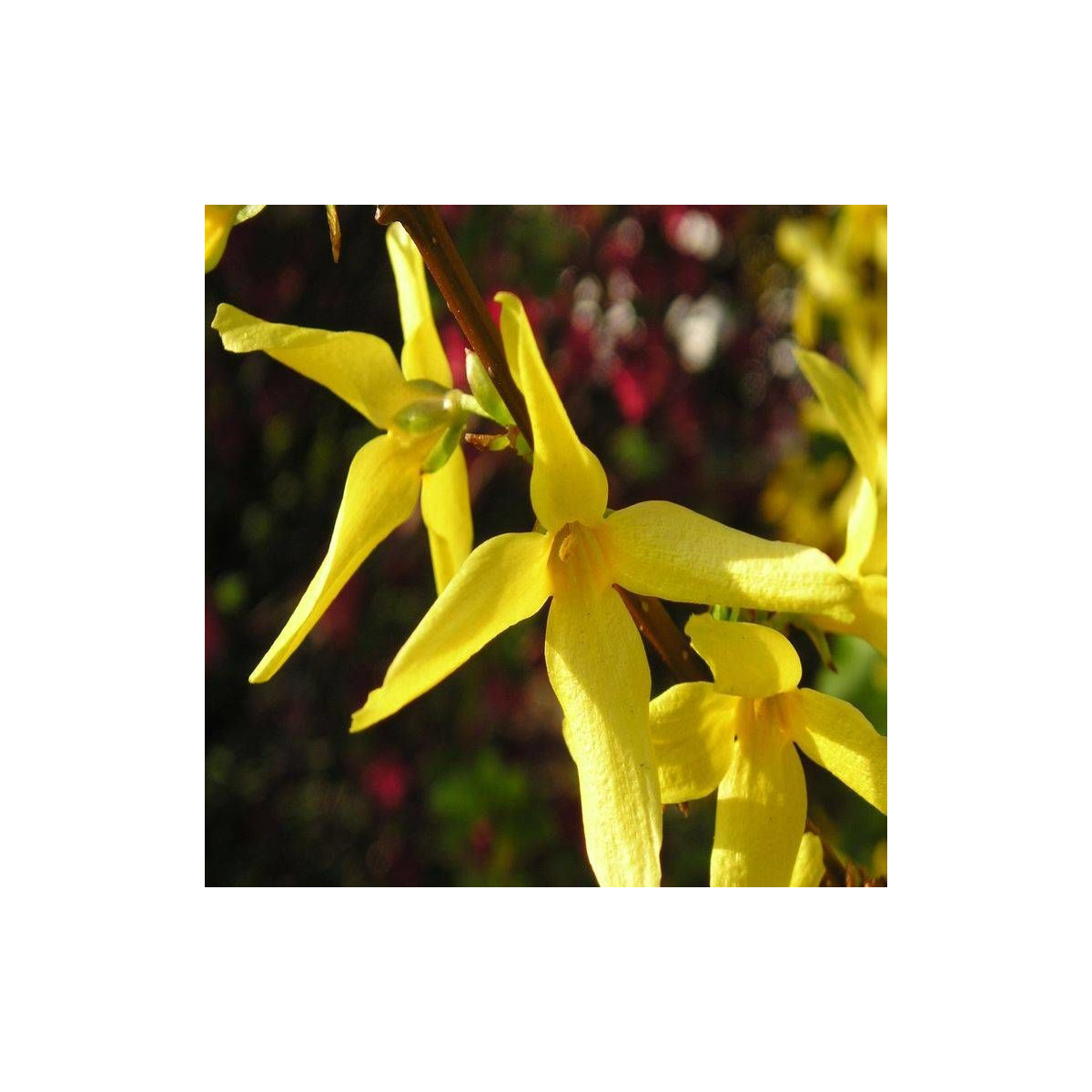 Forsythia Spectabilis, Mimosa de Paris
