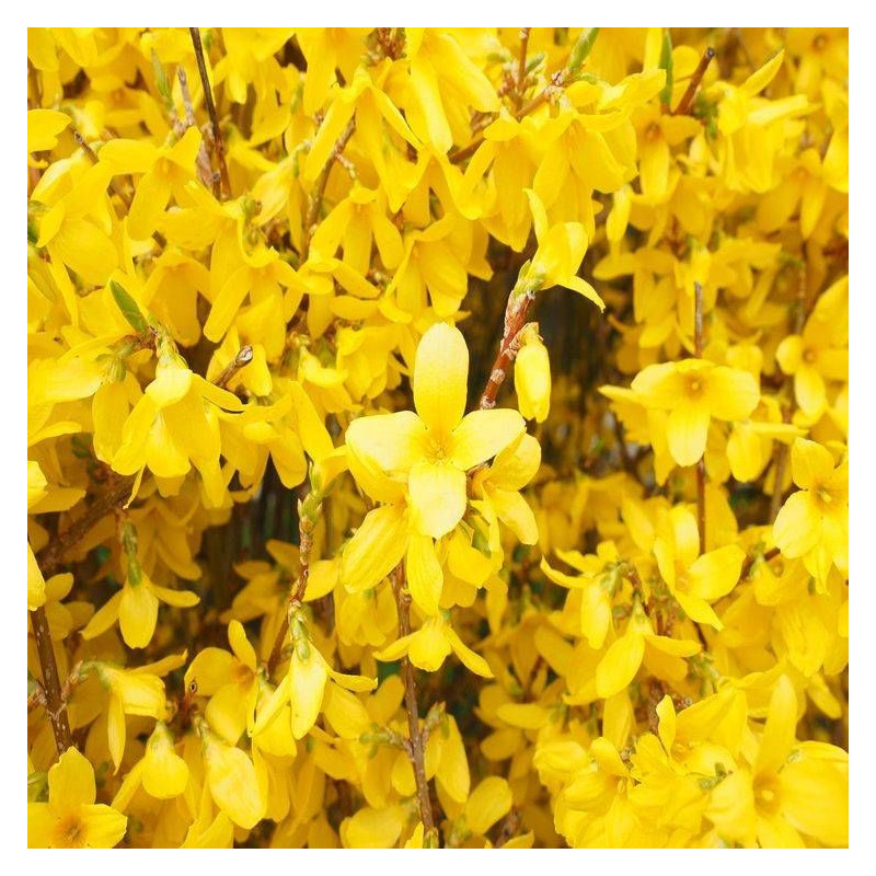 Forsythia Spectabilis, Mimosa de Paris