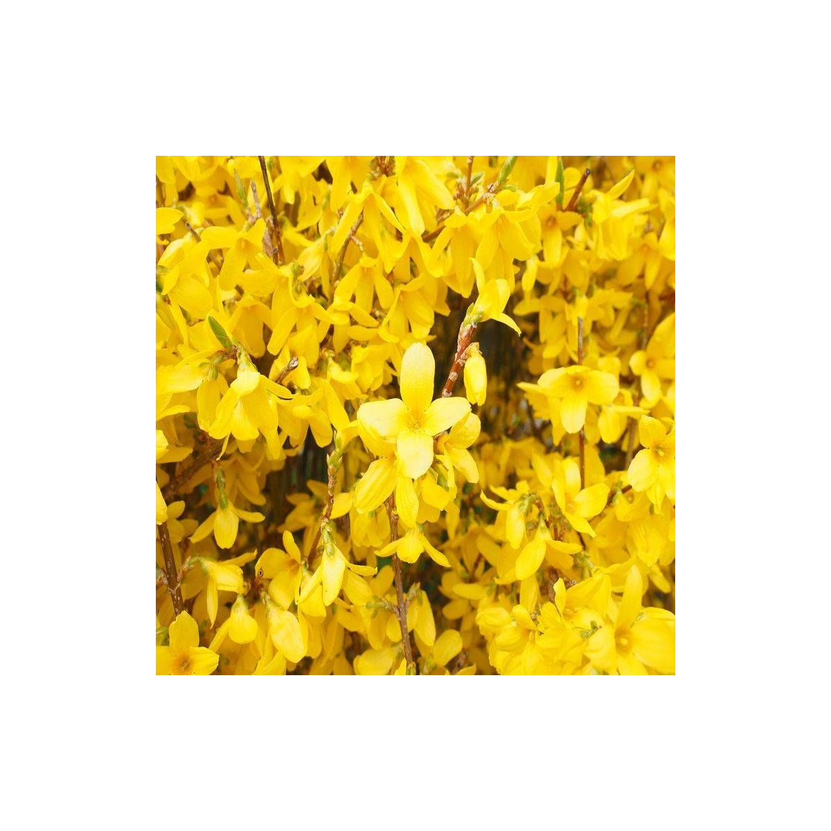 Forsythia Spectabilis, Mimosa de Paris