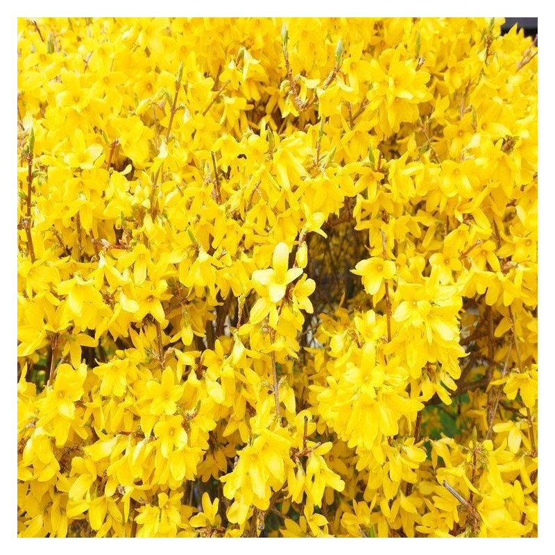 Forsythia Spectabilis, Mimosa de Paris