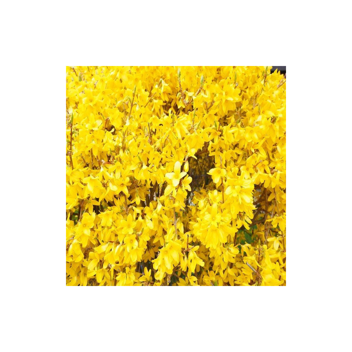 Forsythia Spectabilis, Mimosa de Paris