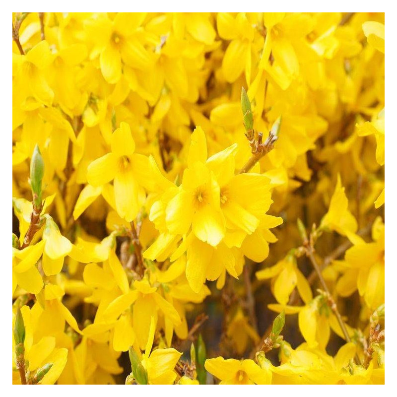 Forsythia Spectabilis, Mimosa de Paris