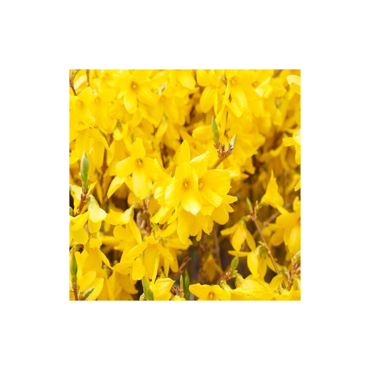 Forsythia Spectabilis, Mimosa de Paris