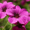 Géranium vivace Patricia