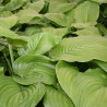 Hosta Guacamole