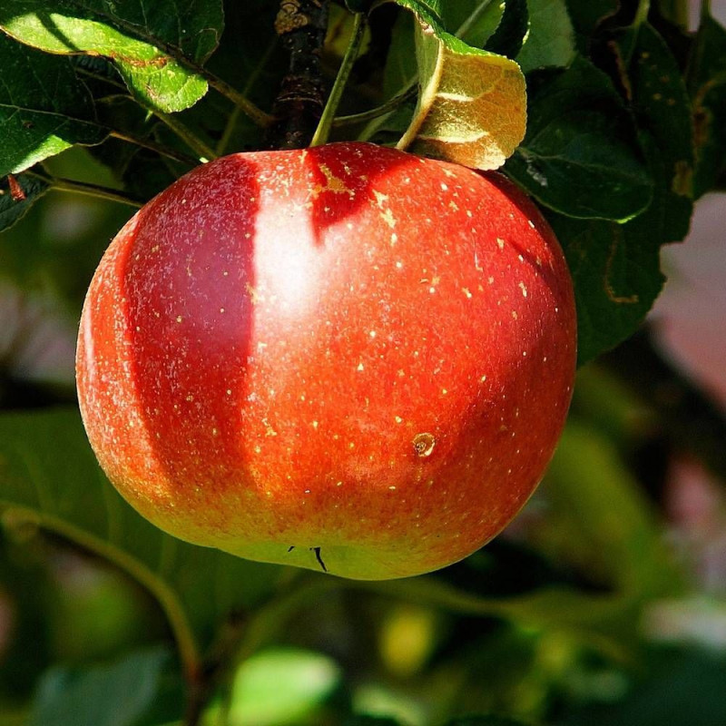 Pommier Belle de Boskoop