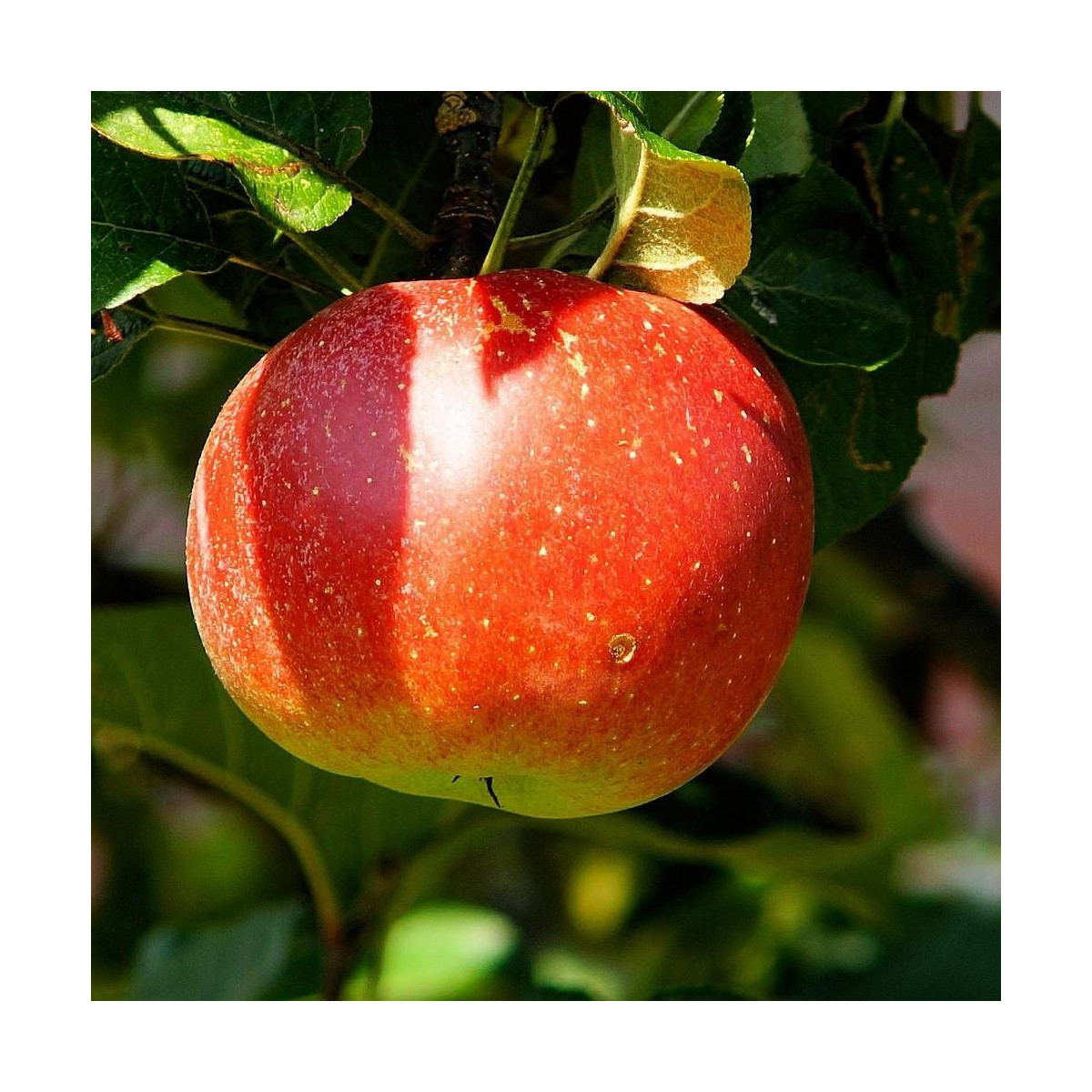 Pommier Belle de Boskoop