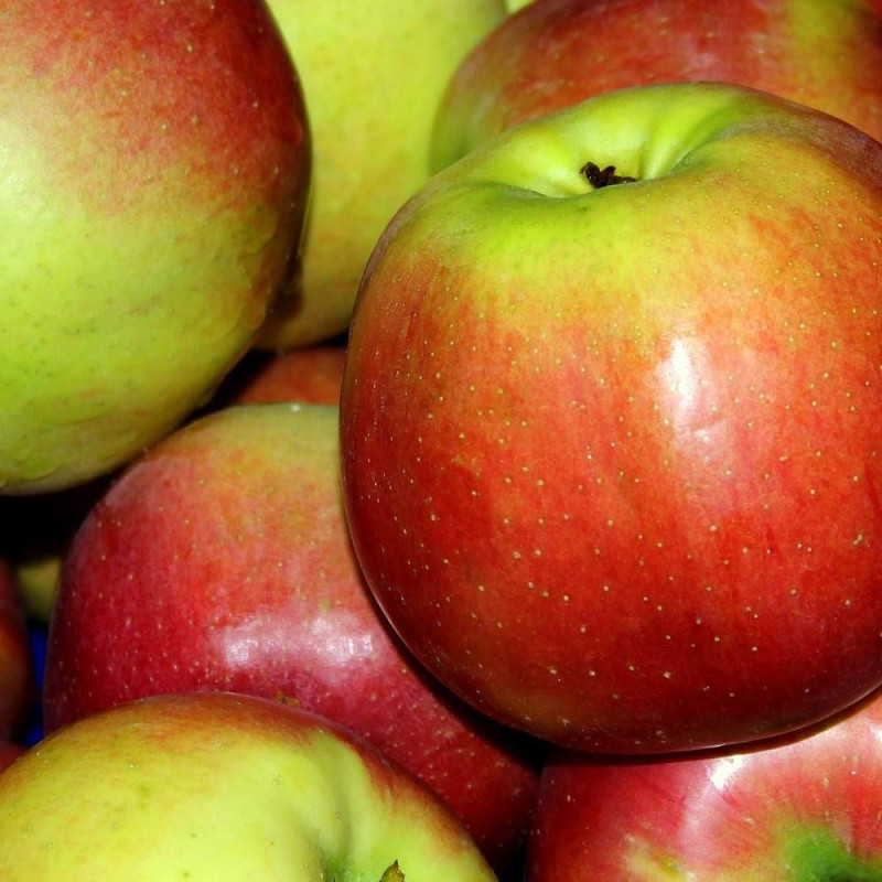 Pommier Sans Pareil de Peasgood