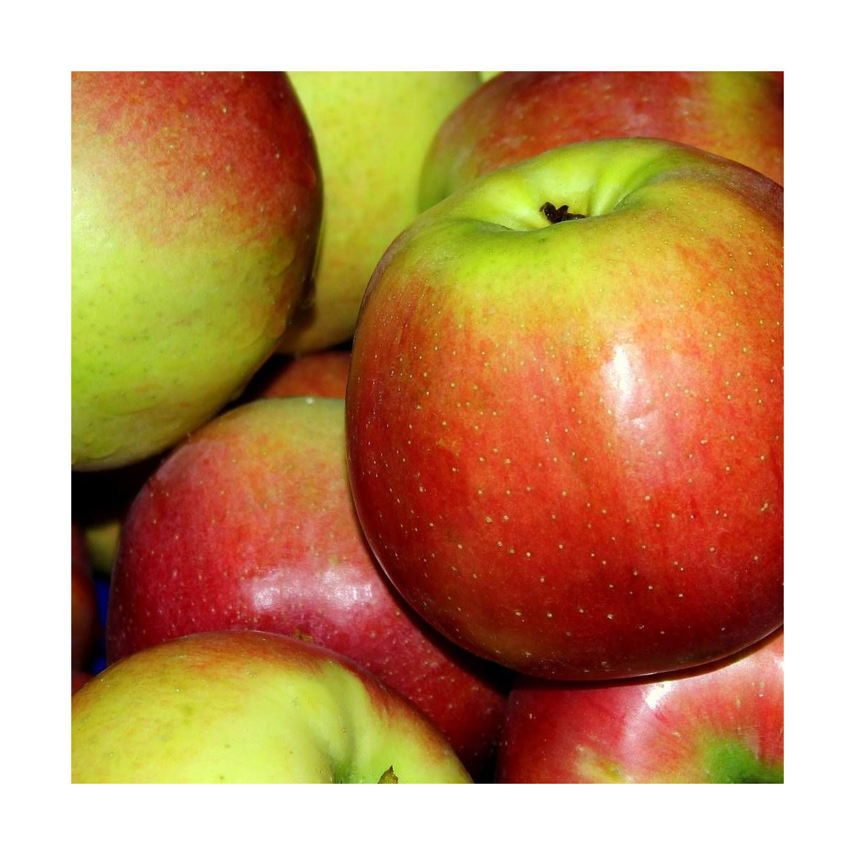 Pommier Sans Pareil de Peasgood