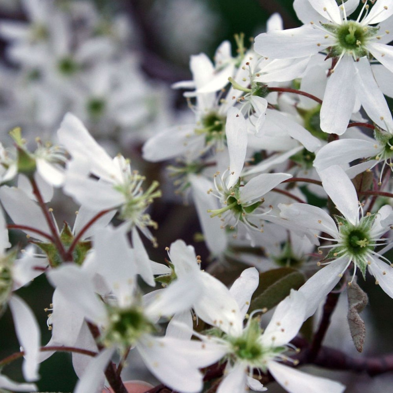 Amélanchier à feuilles d'aulne Martin, Amelanchier alnifolia