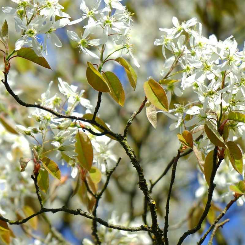 Amélanchier à feuilles d'aulne Northline, Amelanchier alnifolia