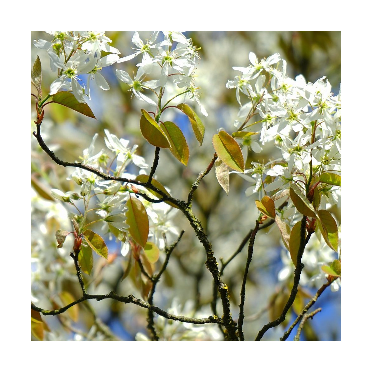 Floraison printanière blanche et dense de l'Amelanchier alnifolia Northline