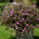 Géranium vivace Orkney Cherry