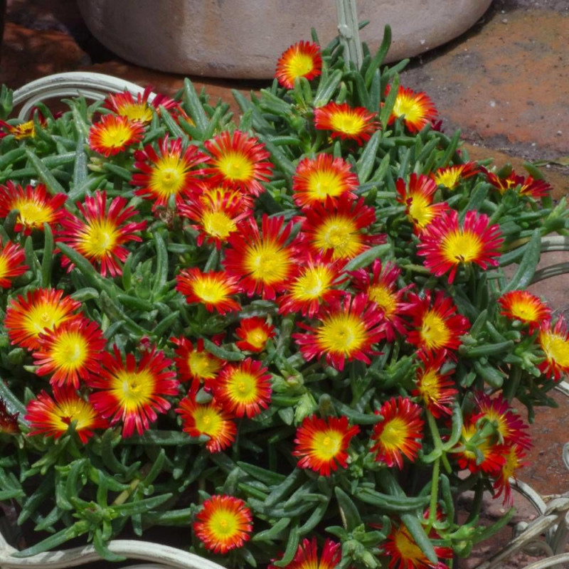 Delosperma Fire Wonder®, Pourpier vivace