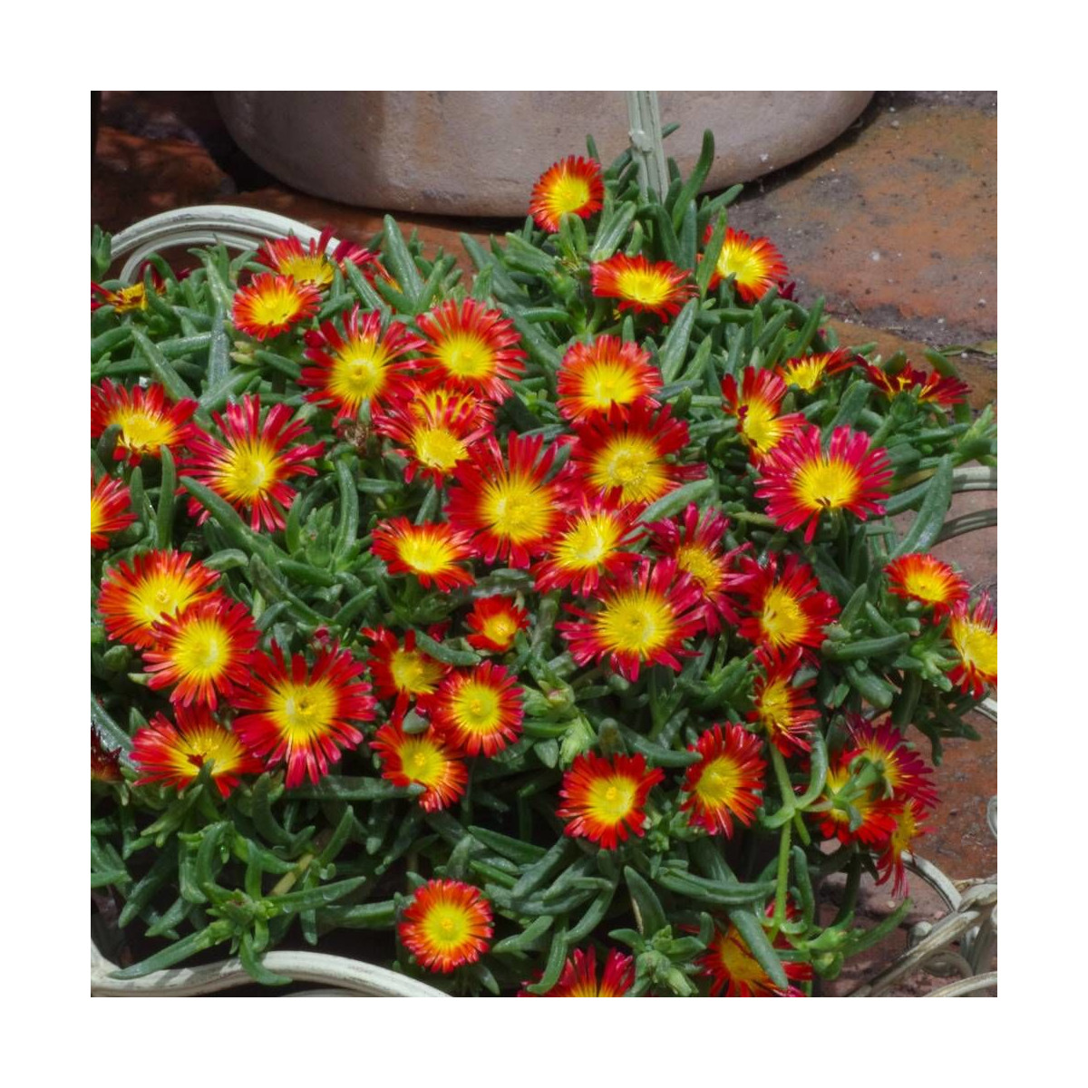 Delosperma Fire Wonder®, Pourpier vivace