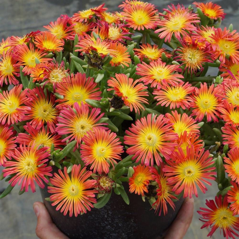 Delosperma Fire Wonder®, Pourpier vivace