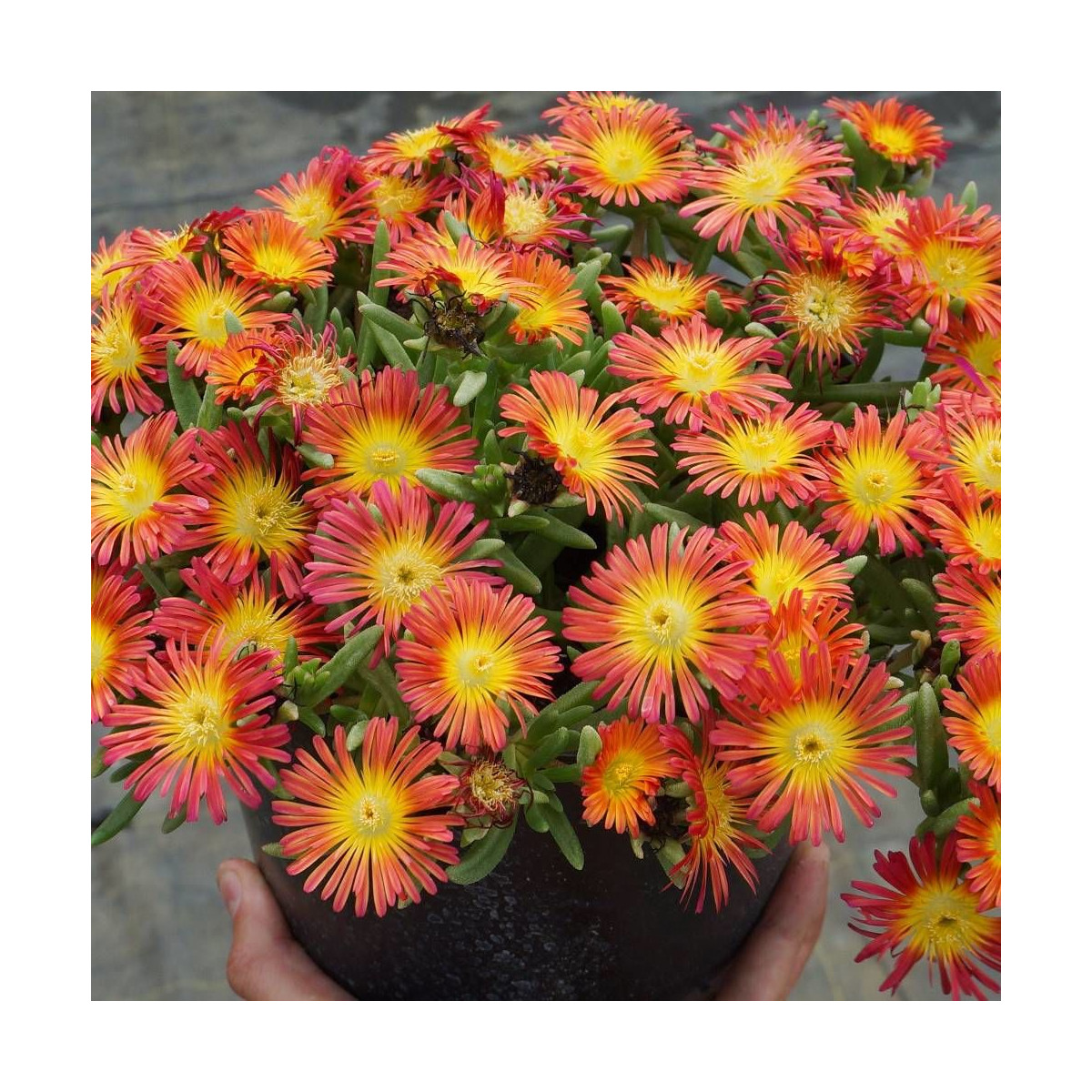 Delosperma Fire Wonder®, Pourpier vivace