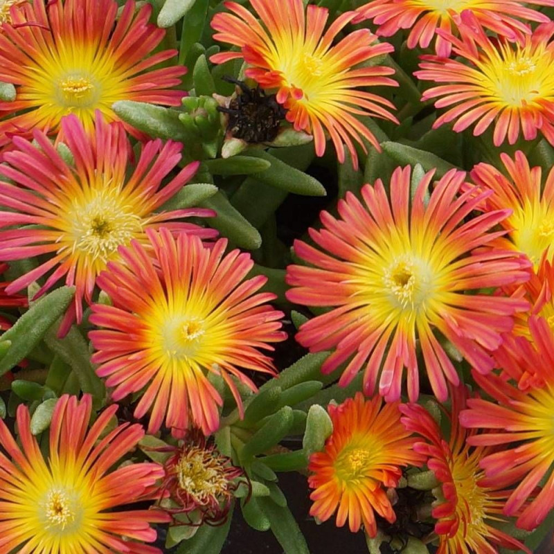 Delosperma Fire Wonder®, Pourpier vivace