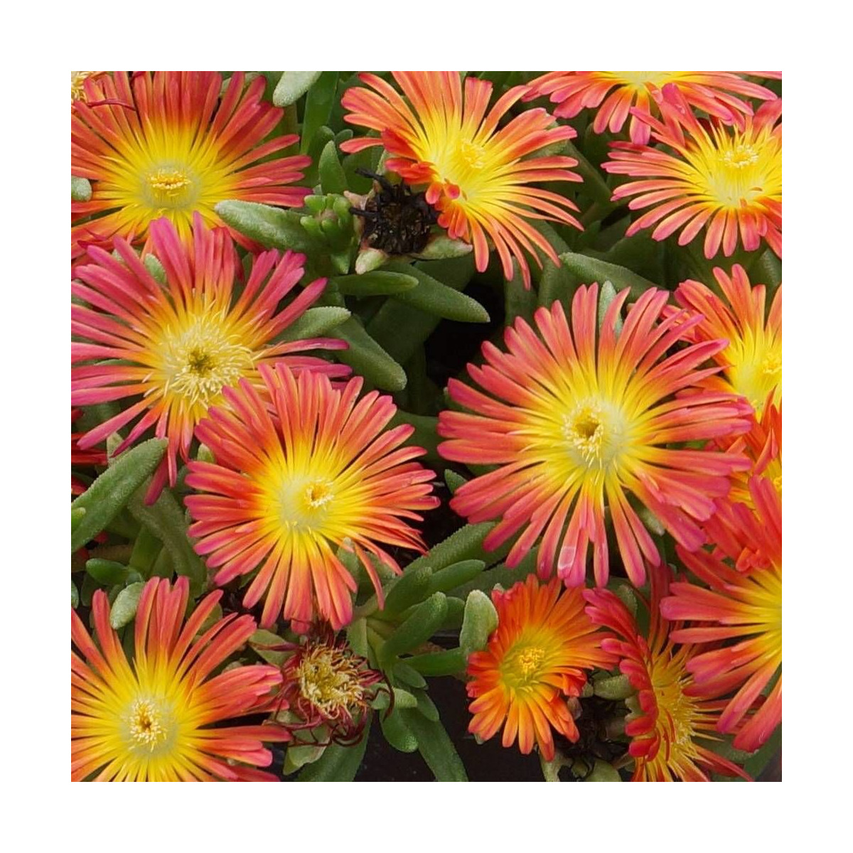 Delosperma Fire Wonder®, Pourpier vivace