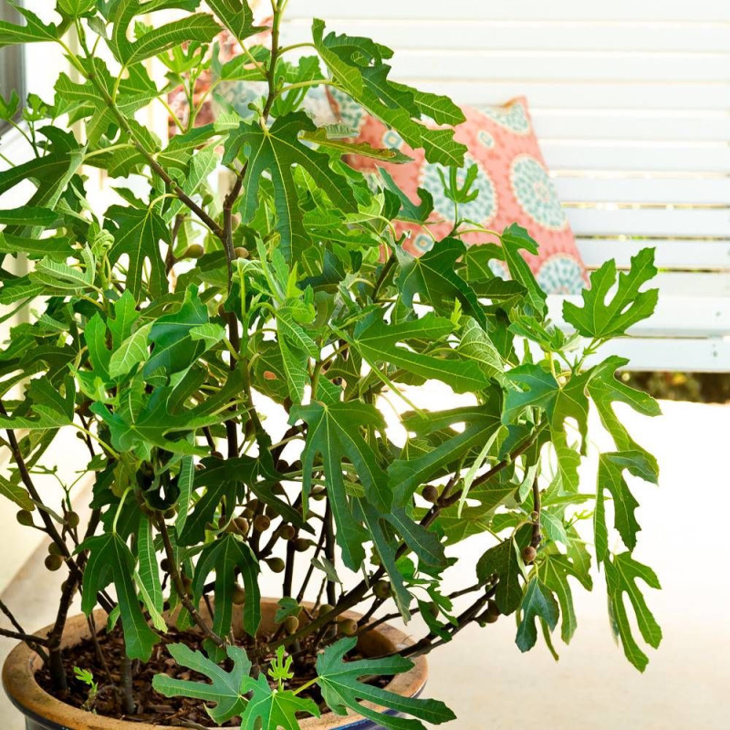 Figuier nain Little Miss Figgy, Ficus carica
