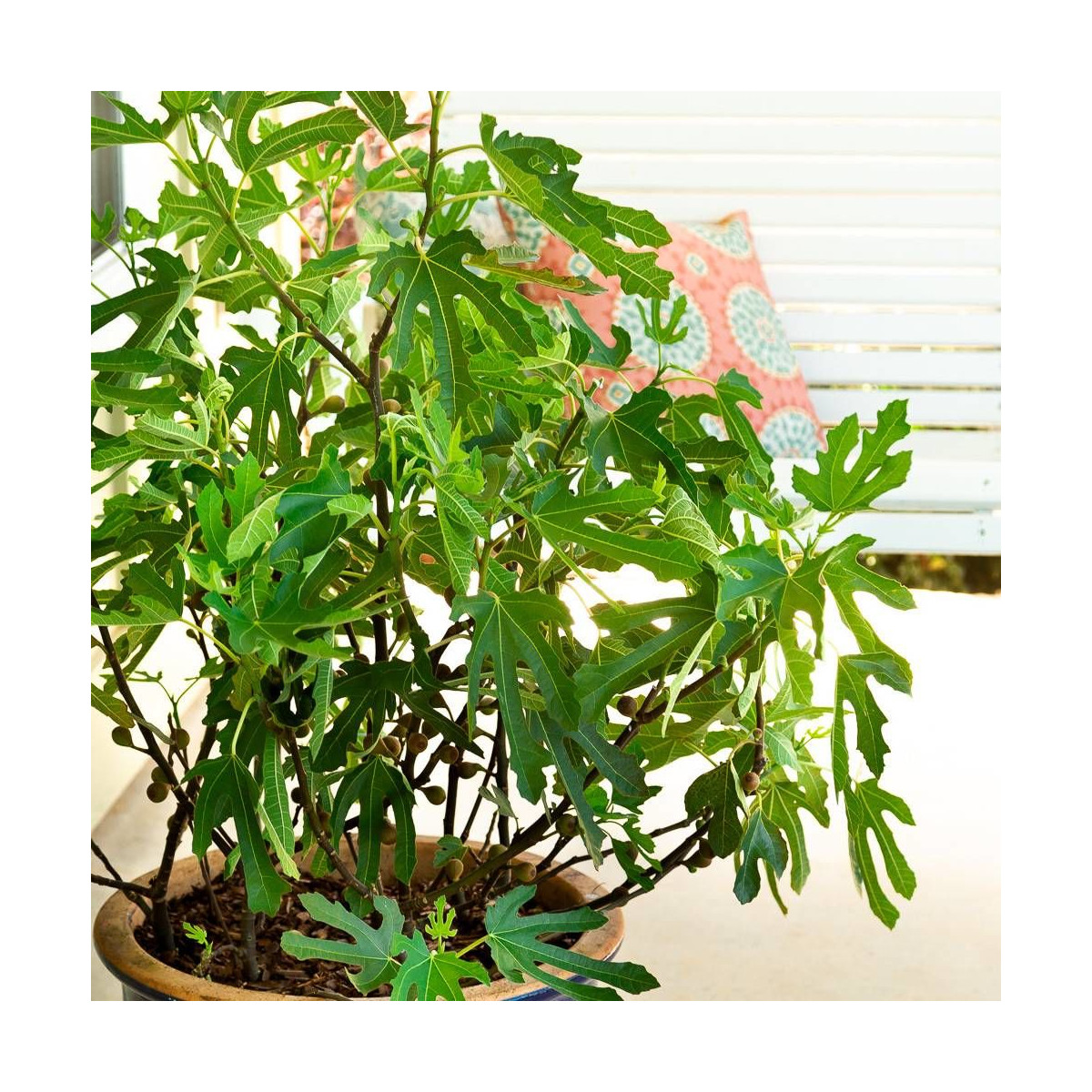 Figuier nain Little Miss Figgy, Ficus carica