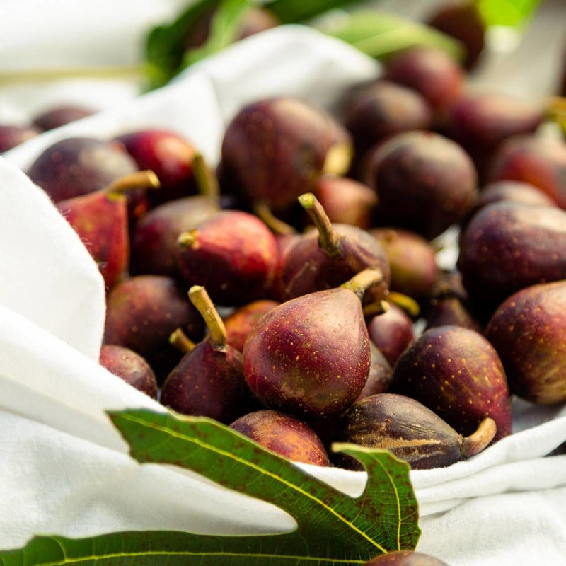 Figuier nain Little Miss Figgy, Ficus carica