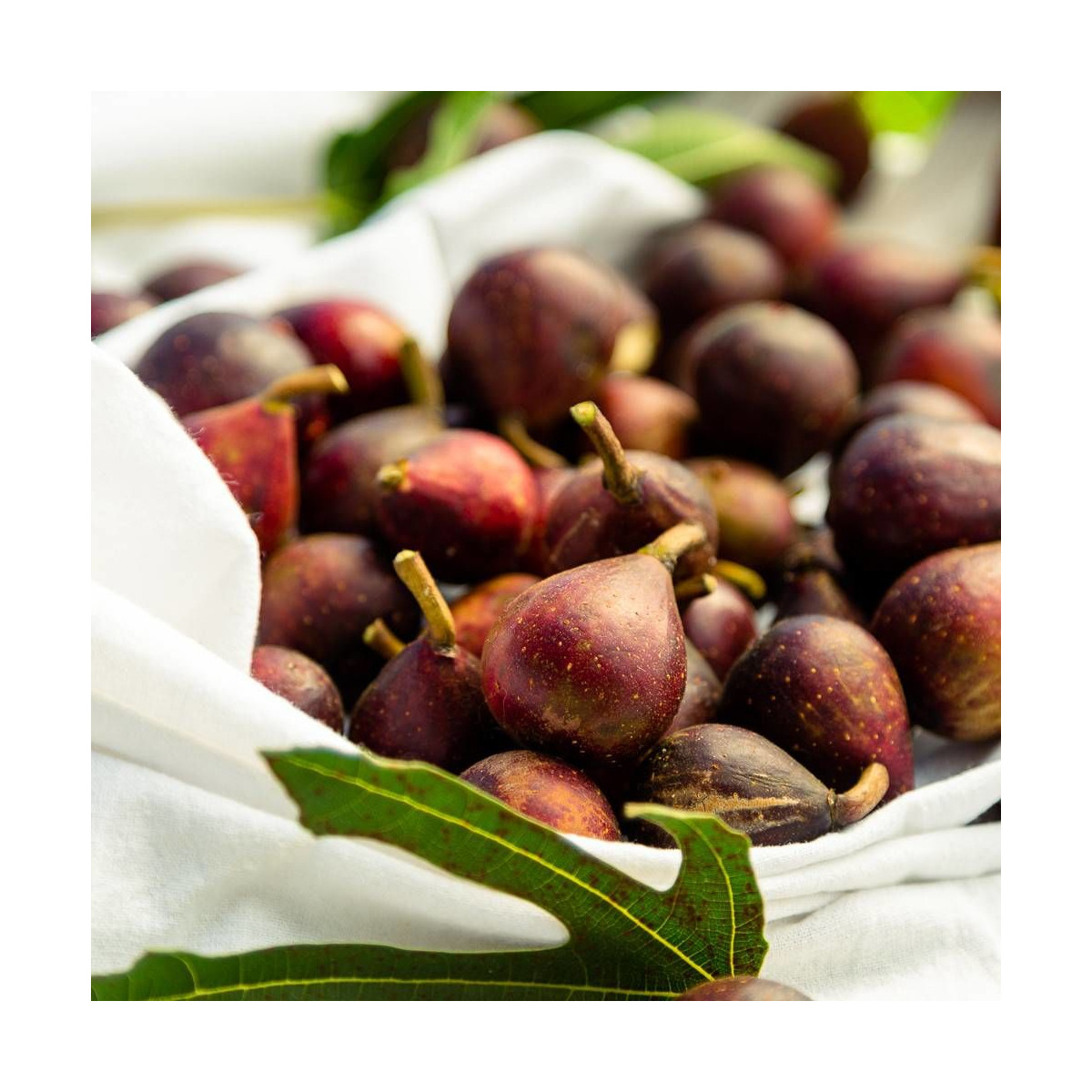 Figuier nain Little Miss Figgy, Ficus carica